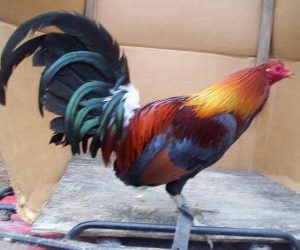 Blueface Hatch