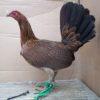 Dark Hatch Fowl