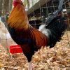 Gleezen Whitehackle