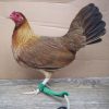kelso hen