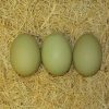Olive Egger Hatching Eggs