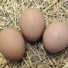 Rhode Island Red Hatching Eggs