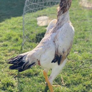 Shamo Roosters