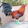 Sweater Fowl