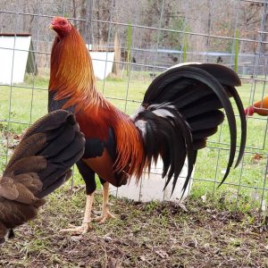 Archer Sweater Gamefowl