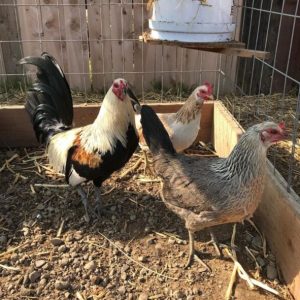 Clement Grey Rooster