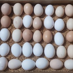 Madigin Claret Hatching Eggs