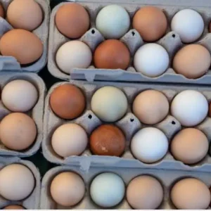 Roundhead Hatching Eggs