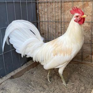 White Claret Fighting Rooster