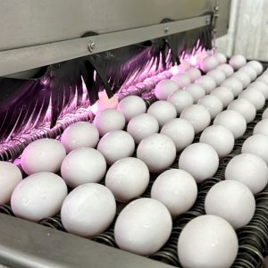 White Hackle Hatching Eggs