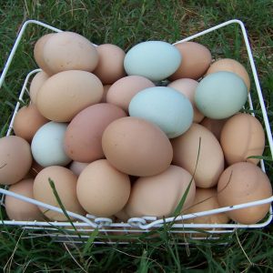 Yellow Leg Hatch Eggs