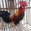 Ayam Ketawa Rooster