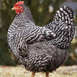 Barred Rock Started Pullet