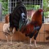 Boston Roundhead Gamefowl