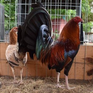 Boston Roundhead Gamefowl