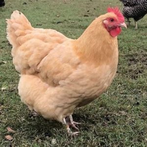 Buff Orpington Started Pullet