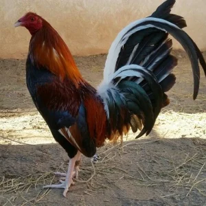 Butcher Gamefowl
