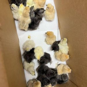 Cardinal Kelso Chicks