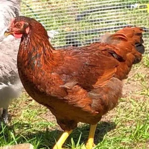 Cinnamon Queen Started Pullet