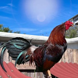 Dark Yellow Leg Hatch