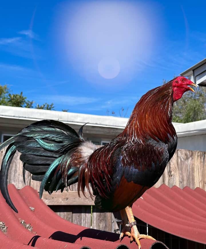 Dark Yellow Leg Hatch