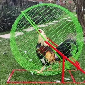 Gamefowl Exerciser