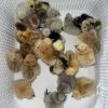 Gilmore Hatch Chicks