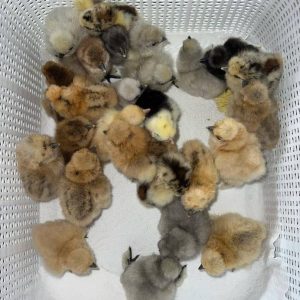 Gilmore Hatch Chicks