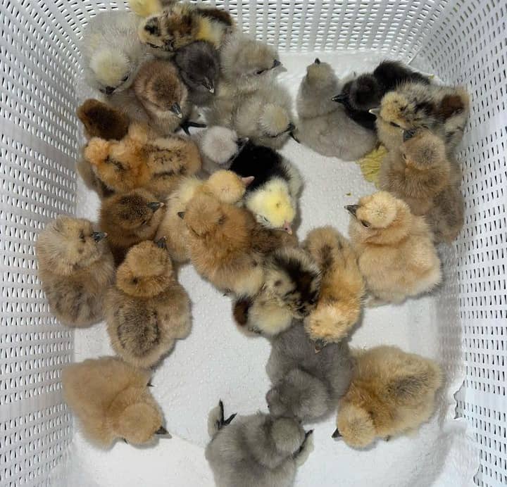 Gilmore Hatch Chicks