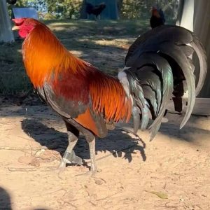 Hatch Gilmore Gamefowl