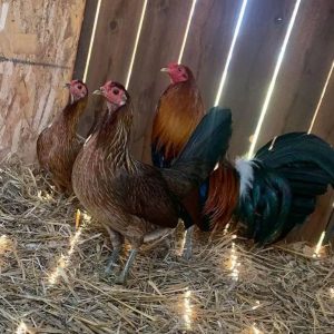 Hatch McLean Gamefowl