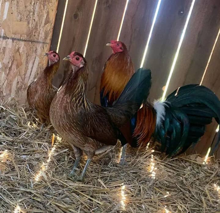 Hatch McLean Gamefowl