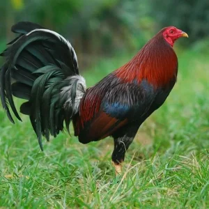Lieper Hatch Gamefowl