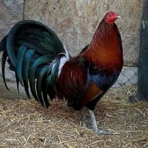 Penny Hatch Gamefowl