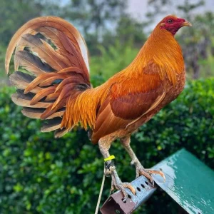 Pumpking Gamefowl