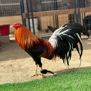 Pure Sweater Gamefowl