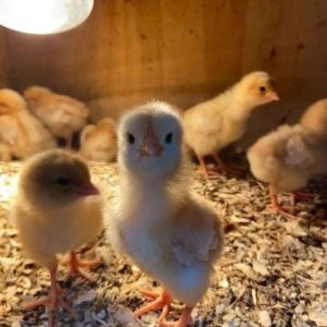 Sweater Possum Chicks