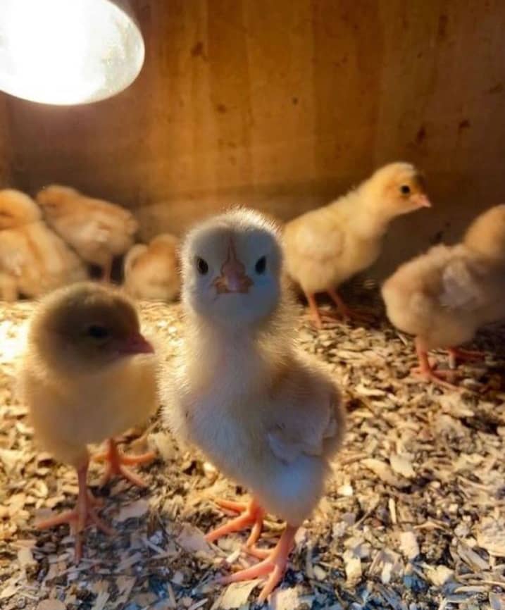 Sweater Possum Chicks