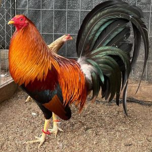 Sweater Possum Gamefowl