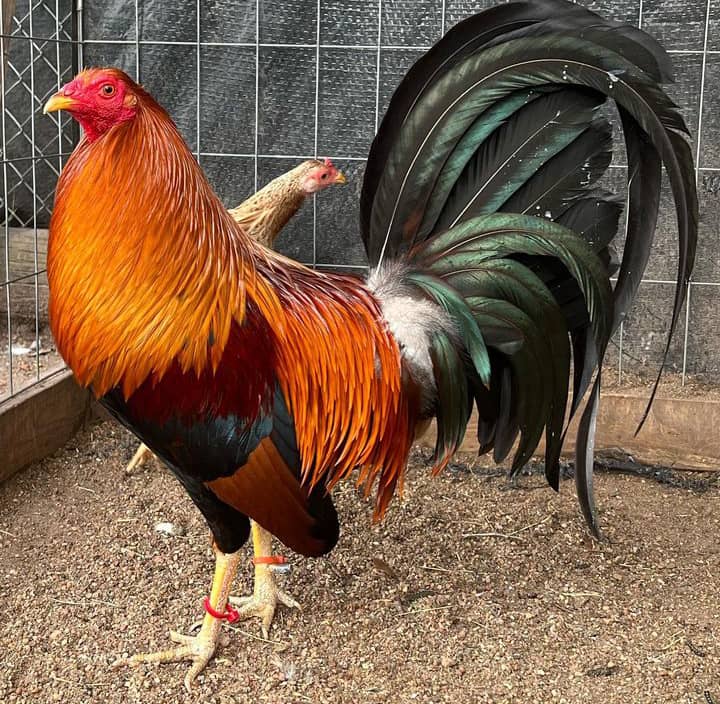 Sweater Possum Gamefowl