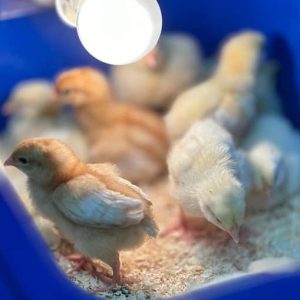 Yellow Leg Hatch Chicks